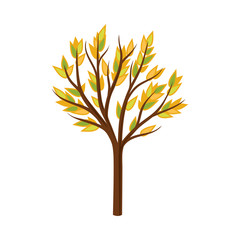 Autumn tree with elongated leaves. Vector illustration on a white background.