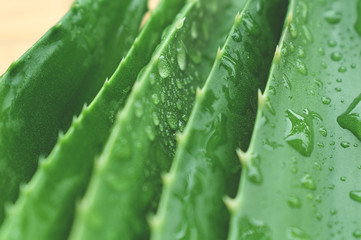 Aloe vera plants, tropical green plants