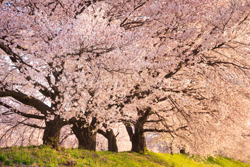 Cherry blossom in full bloom