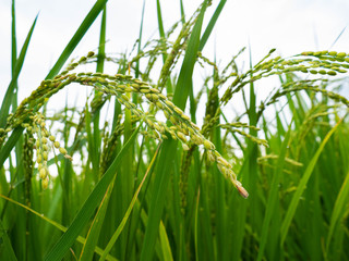 Harvest close of rice of paddy fields in the countryside in Japan.