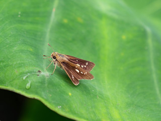 Strait Swift - Parnara guttata - is resting on the leaf in Fukuoka prefecture, JAPAN.