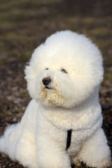 Bichon frize breed  white color