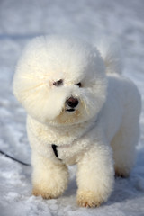 Bichon frize breed  white color