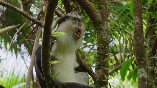 Low angle view of monkey sitting in tree chewing food / Grand Etang National Park, Grenada