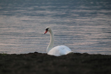 Beautiful swan swim in the lake