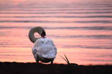 Beautiful swan swim in the lake