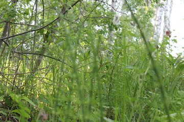 Fototapeta premium Nature