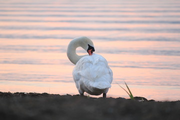 Beautiful swan swim in the lake