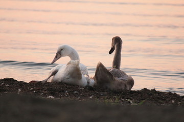 Beautiful swan swim in the lake