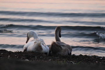 Beautiful swan swim in the lake