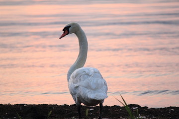 Beautiful swan swim in the lake