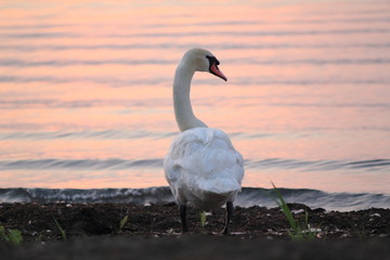 Beautiful swan swim in the lake