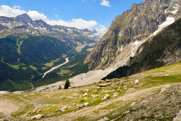 Fototapeta premium Panoramic view from the Mont Blanc range with a flock of sheep grazing in a pasture and the Val Veny valley in the background in a sunny summer day, Courmayeur, Aosta, Italy