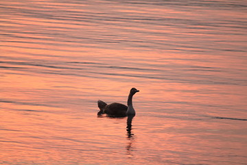 Beautiful swan swim in the lake