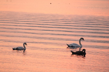 Beautiful swan swim in the lake