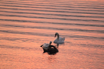 Beautiful swan swim in the lake
