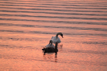 Beautiful swan swim in the lake
