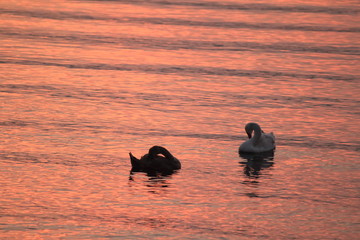 Beautiful swan swim in the lake