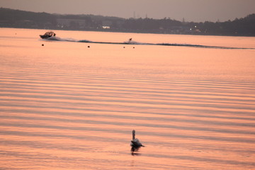 Beautiful swan swim in the lake