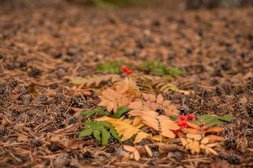 Autumn foliage and rowan berries
