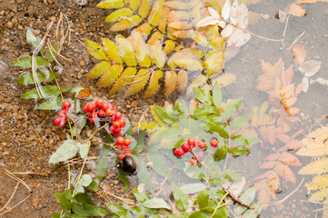 Autumn foliage and rowan berries