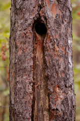pine trunk with hollow