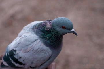 Dove gray