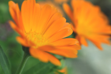 Close up of Marigolds flowers blooming against beautiful sunlight at the garden