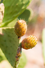 large cactus leaves with prickly fruits