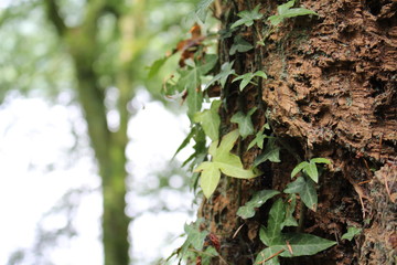 Tree bark blur background.