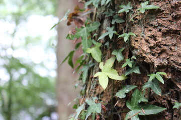 Tree bark with leaves blur background.