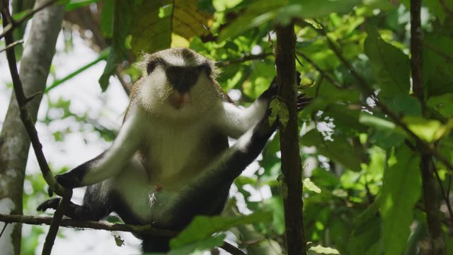 Low angle view of monkey sitting in tree / Grand Etang National Park, Grenada
