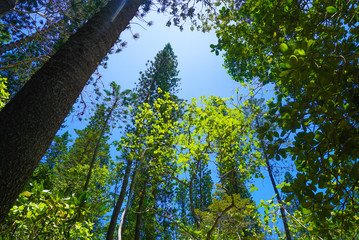 イルデパン島の植物