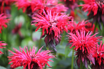A group of monarda red bee balm flowers
