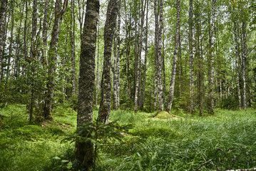 Birch tree forest in summer. Beautiful scenery