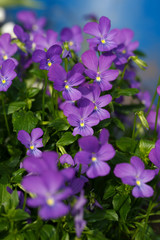 Fototapeta na wymiar Purple pansies on a summer day in the garden.