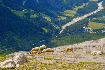 High angle view of a flock of sheep grazing in an Alpine pasture of the Mont Blanc mountain range with the Val Veny in the background in a sunny summer day, Courmayeur, Aosta Valley, Italy