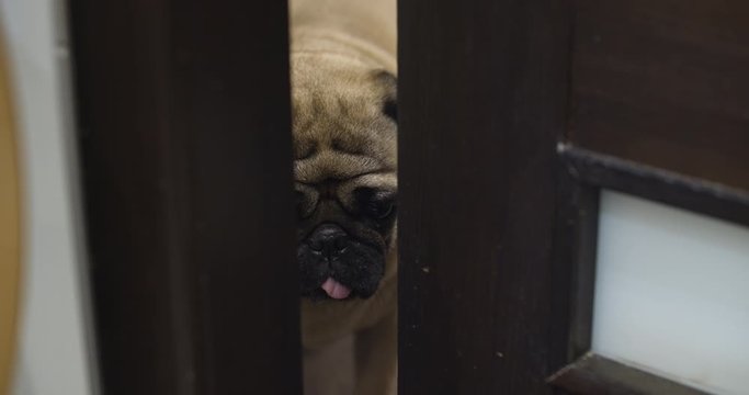 Funny, curious pug dog opening the door with its paw and coming in
