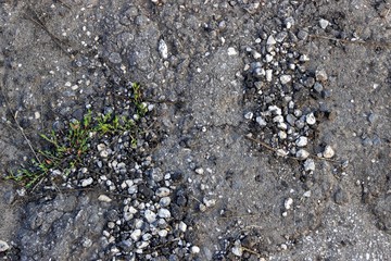 Ground photographed from above. In this photo you can see some gray sandy ground, some rocks and little green plants. Color image. Closeup.