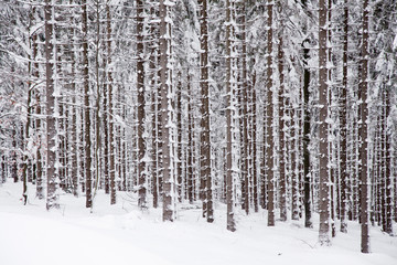 winter spuce forest