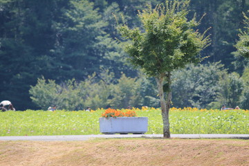 Beautiful orange flower in the flower park