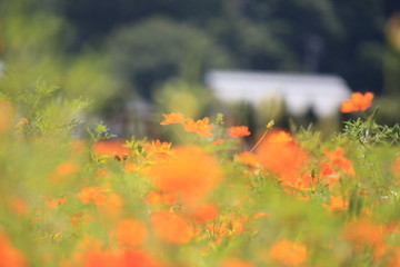 Beautiful orange flower in the flower park