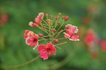 Obraz premium red flower in the garden