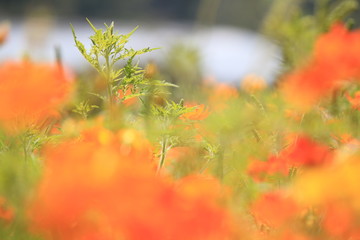Beautiful orange flower in the flower park