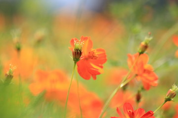 Beautiful orange flower in the flower park