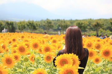 Beautiful sunflowers with a woman  has long hair