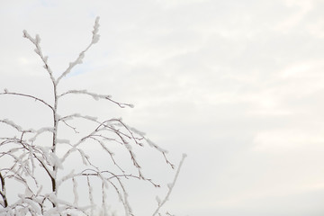 branches covered snow