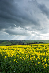 Canola Fields Under Stormy Sky
