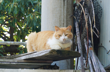 野良猫