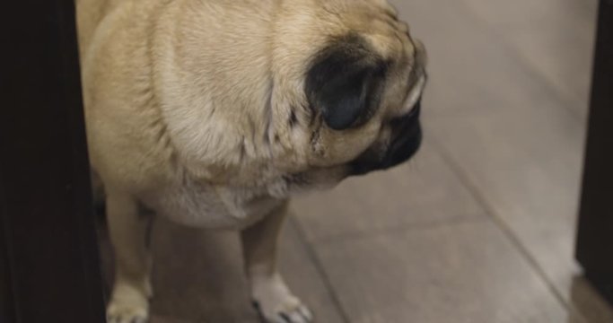 Funny, curious pug dog peeping through the door slit. Opening the door with its paw and coming in